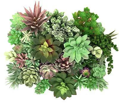 Add Succulents