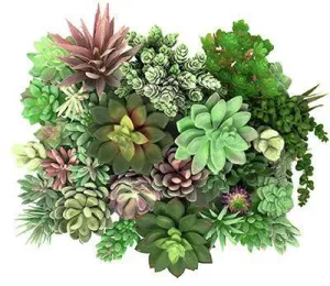 Add Succulents