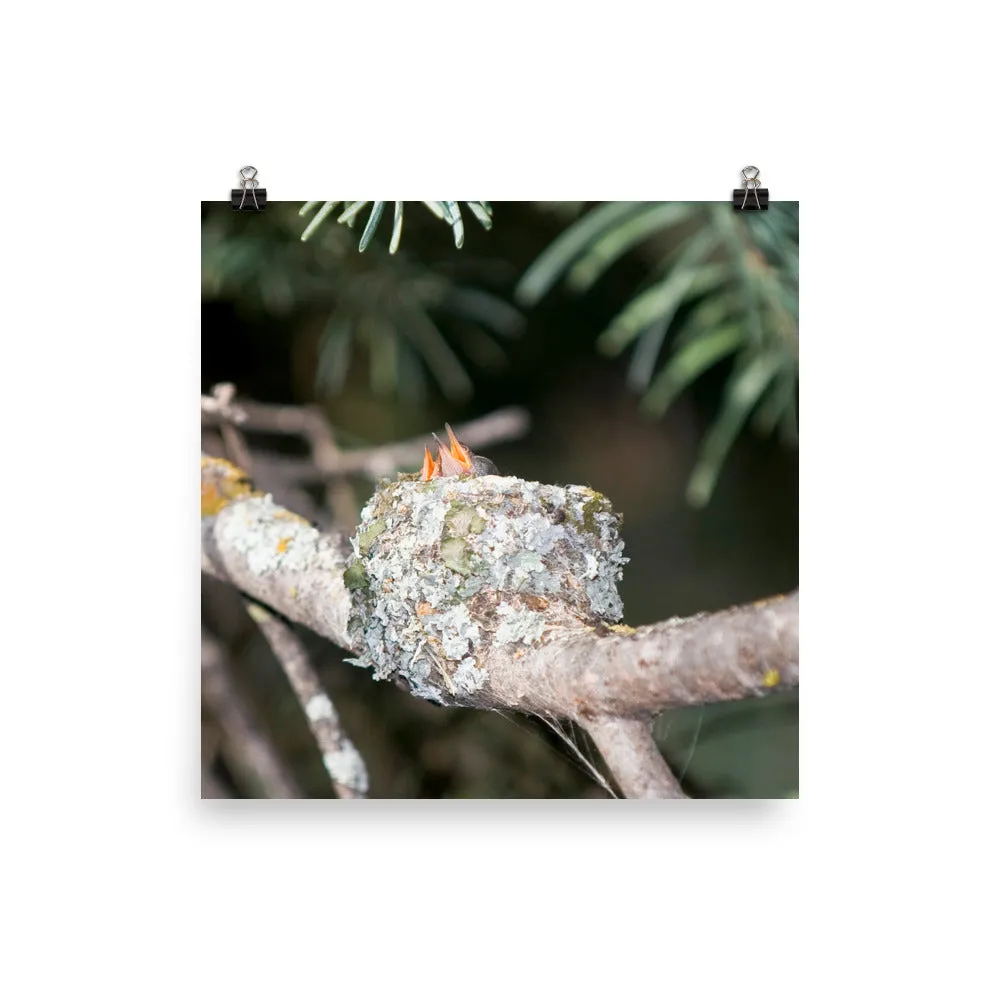 Baby hummingbirds in nest - print