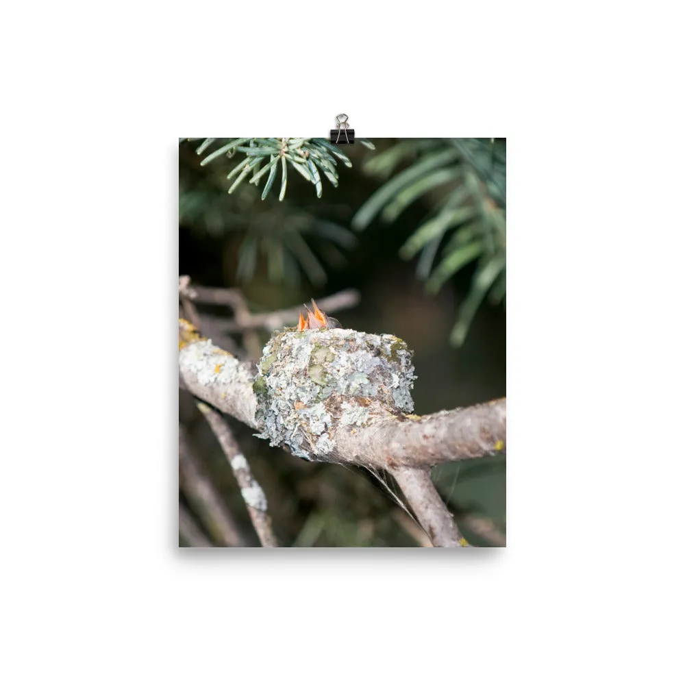 Baby hummingbirds in nest - print