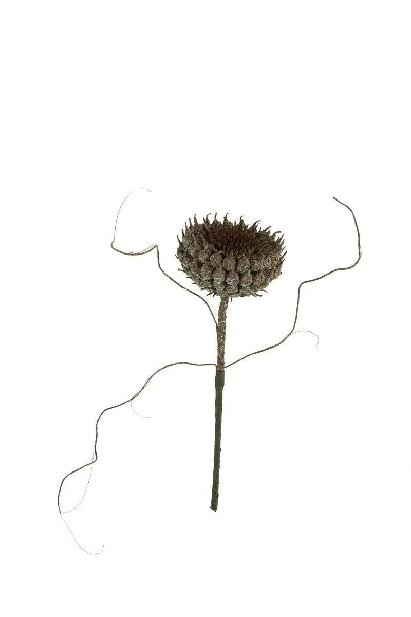 Botanica #2770 (Pack of 6)