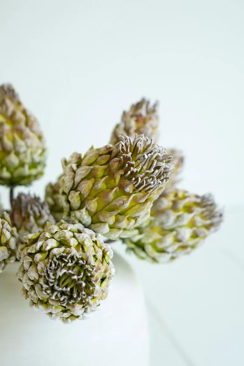 Botanica #3559 (Pack of 6)