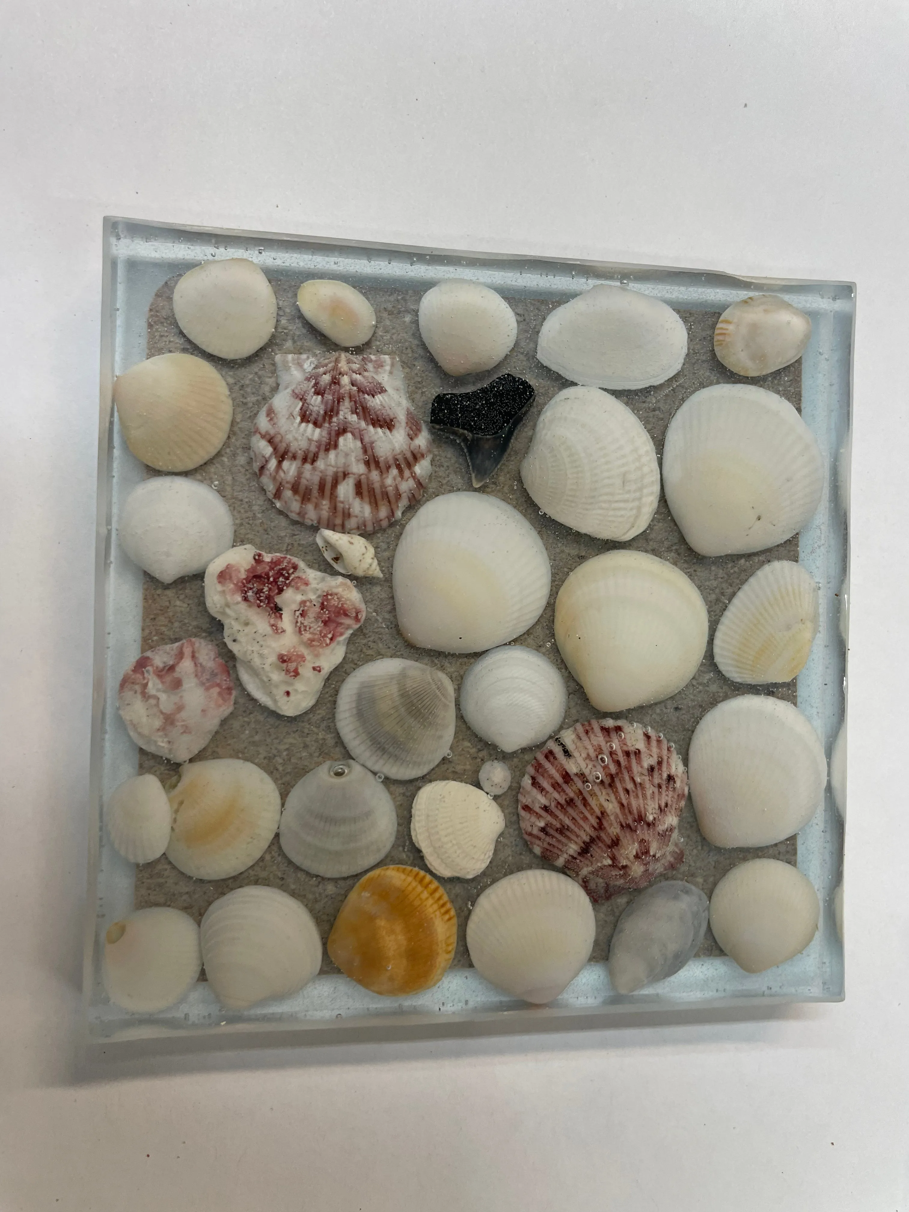 Coaster with sea shells and sharks teeth - C2