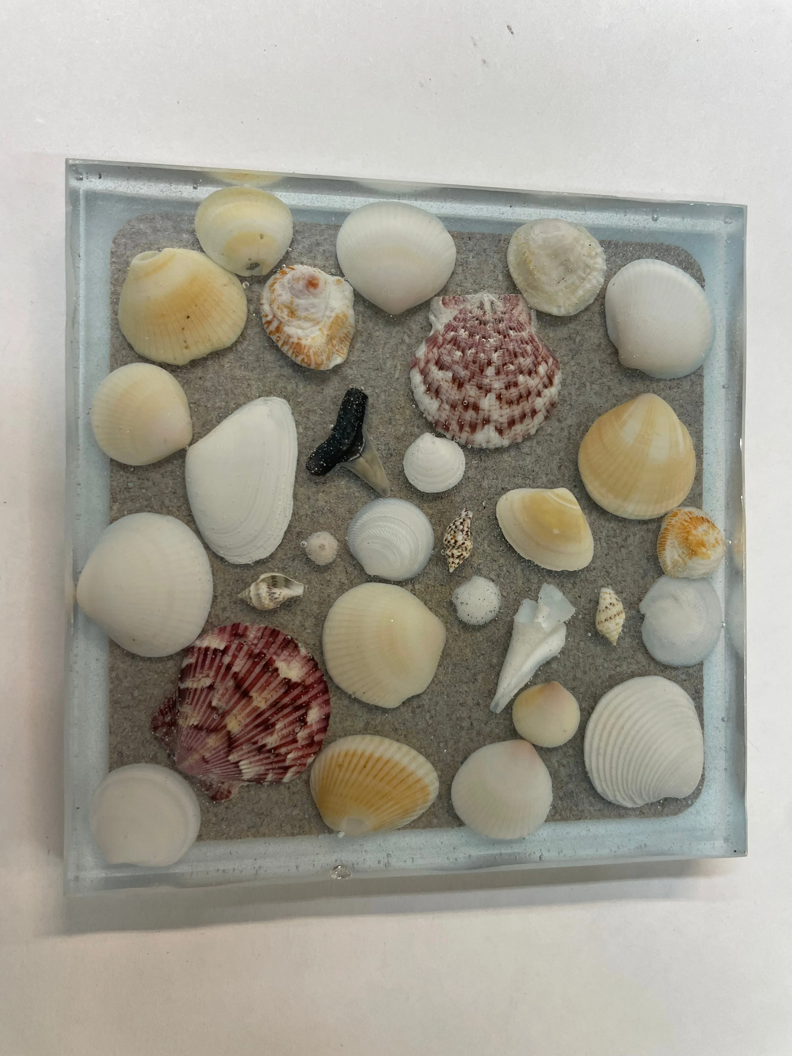 Coaster with sea shells and sharks teeth - C2