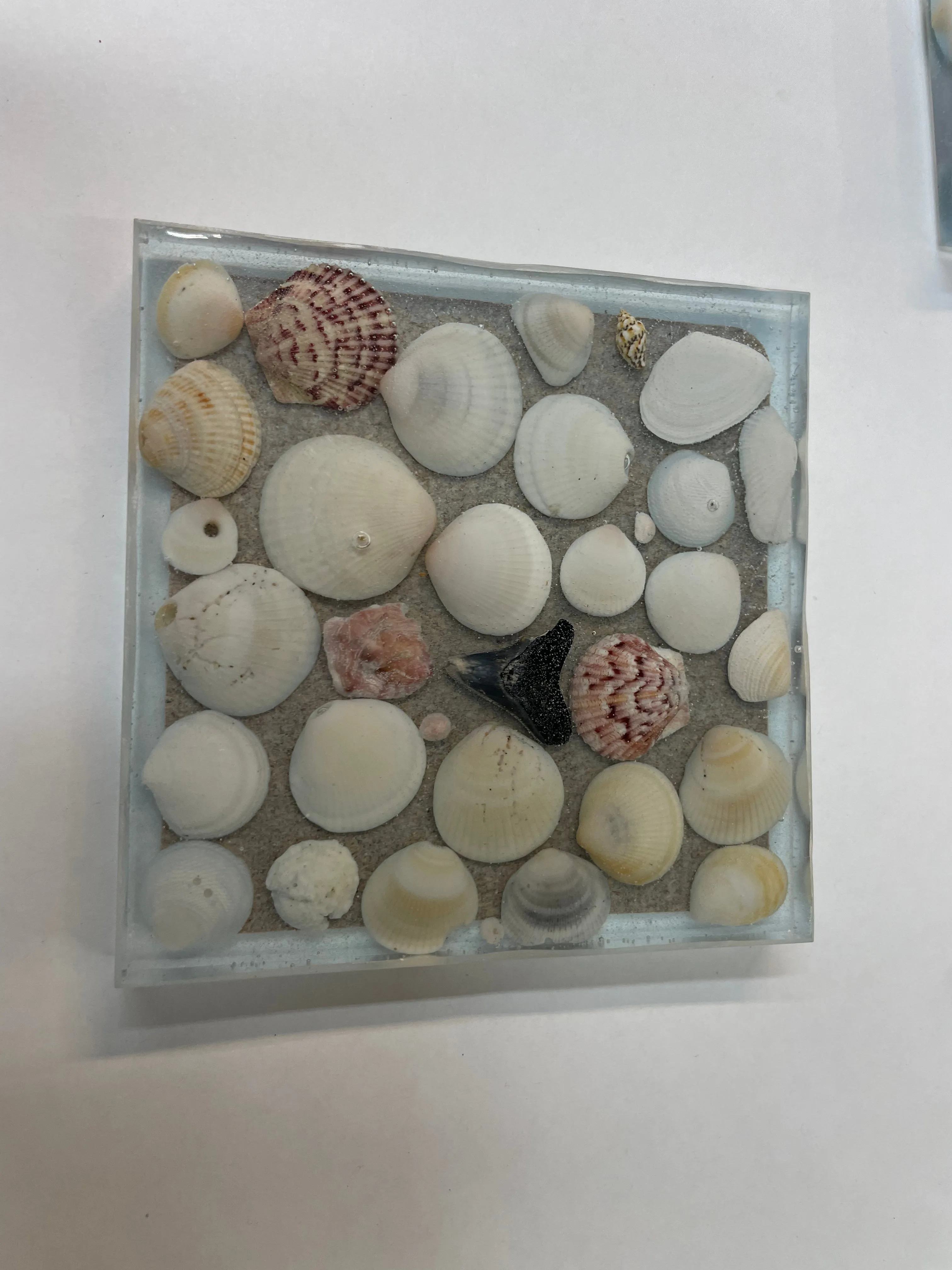 Coaster with sea shells and sharks teeth - C2