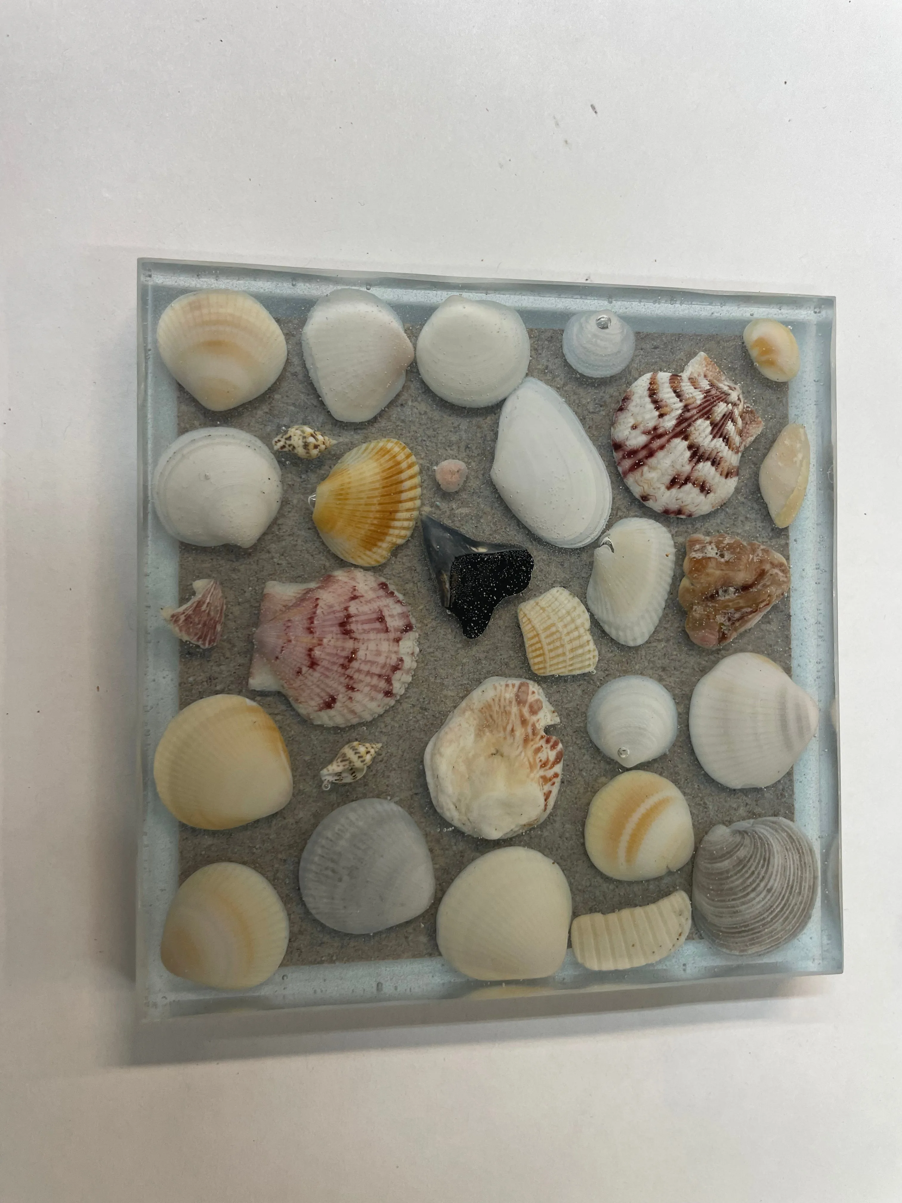 Coaster with sea shells and sharks teeth - C2
