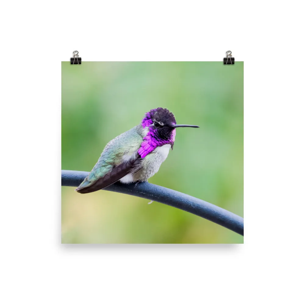 Costa Male Hummingbird - Print
