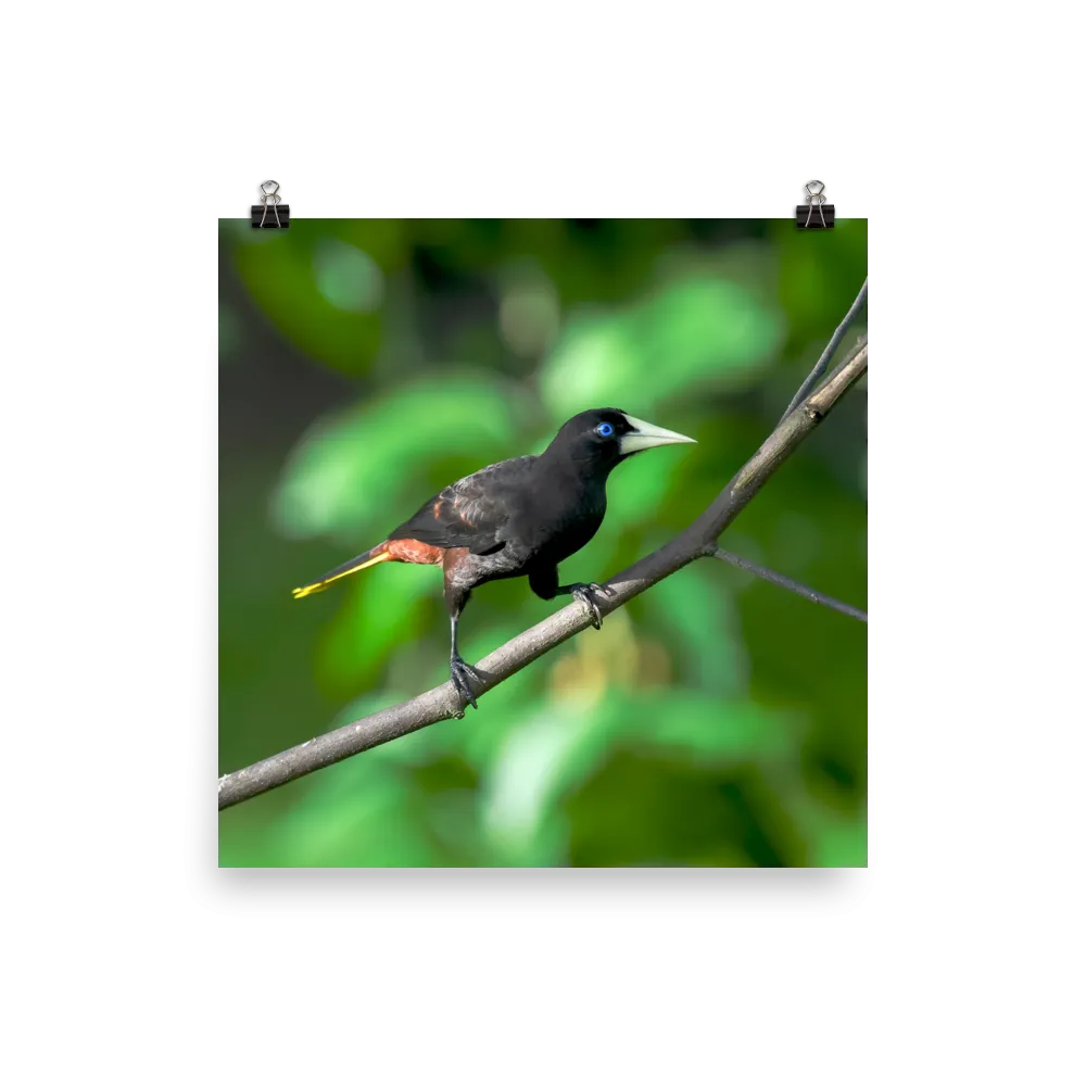 Crested Oropendola print