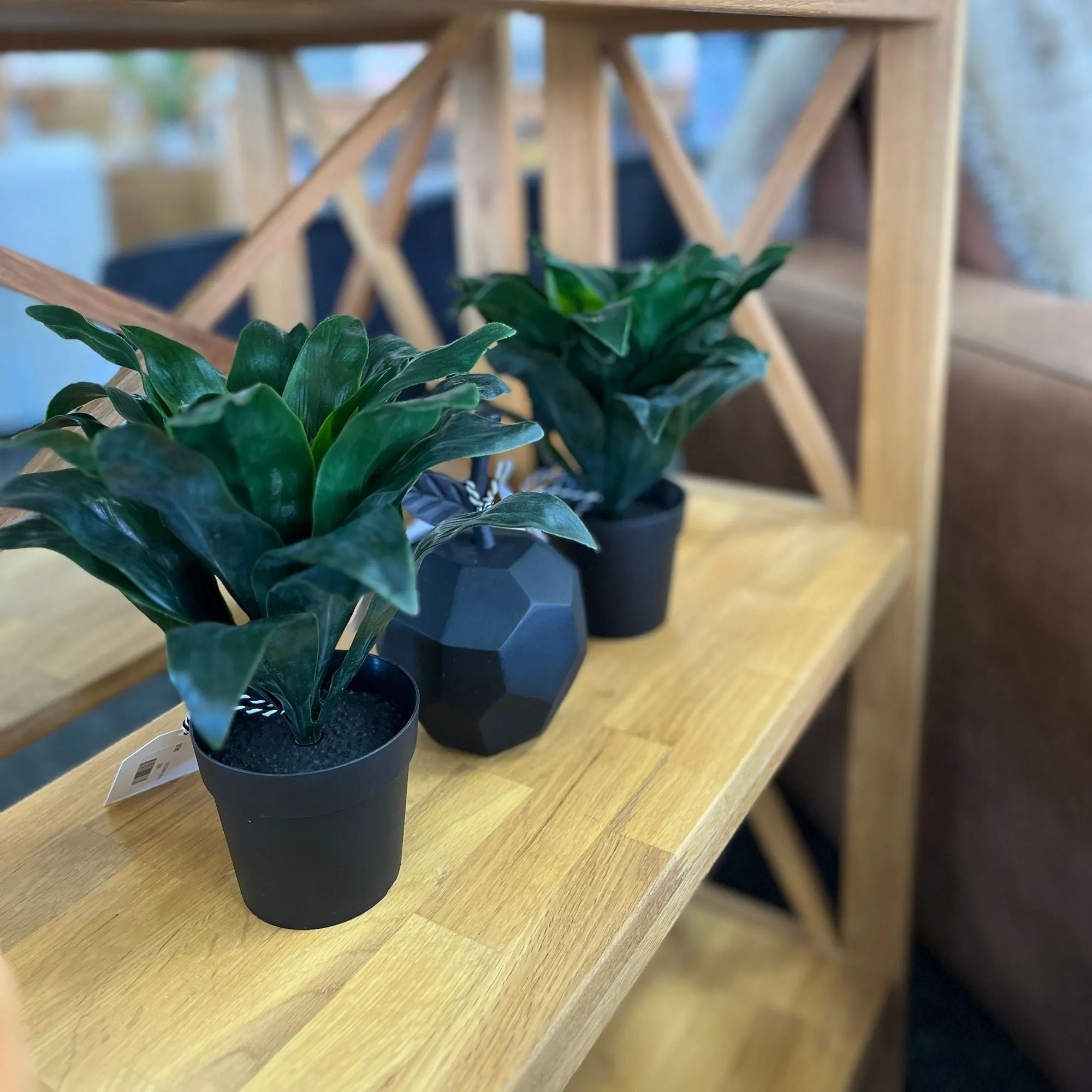 Potted Dracena 23cm