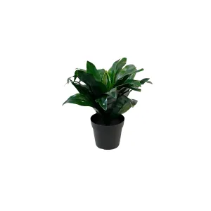 Potted Dracena 23cm