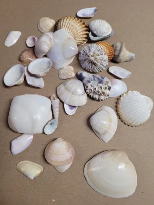 Sea Shells