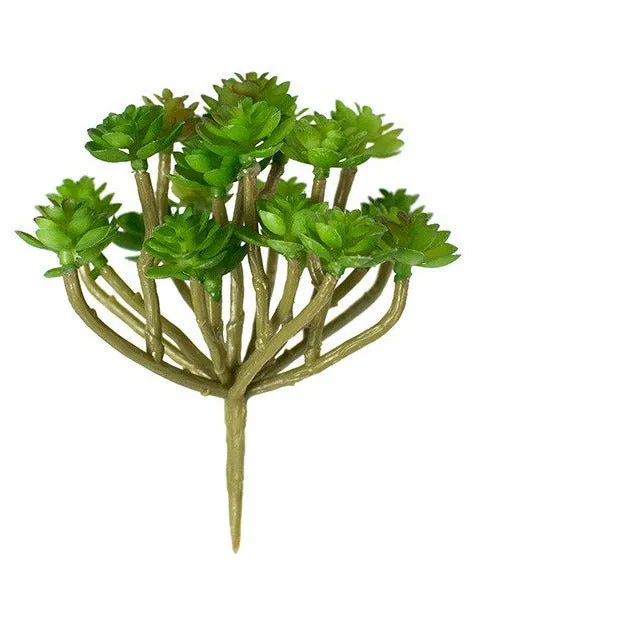 Sedum Succulent
