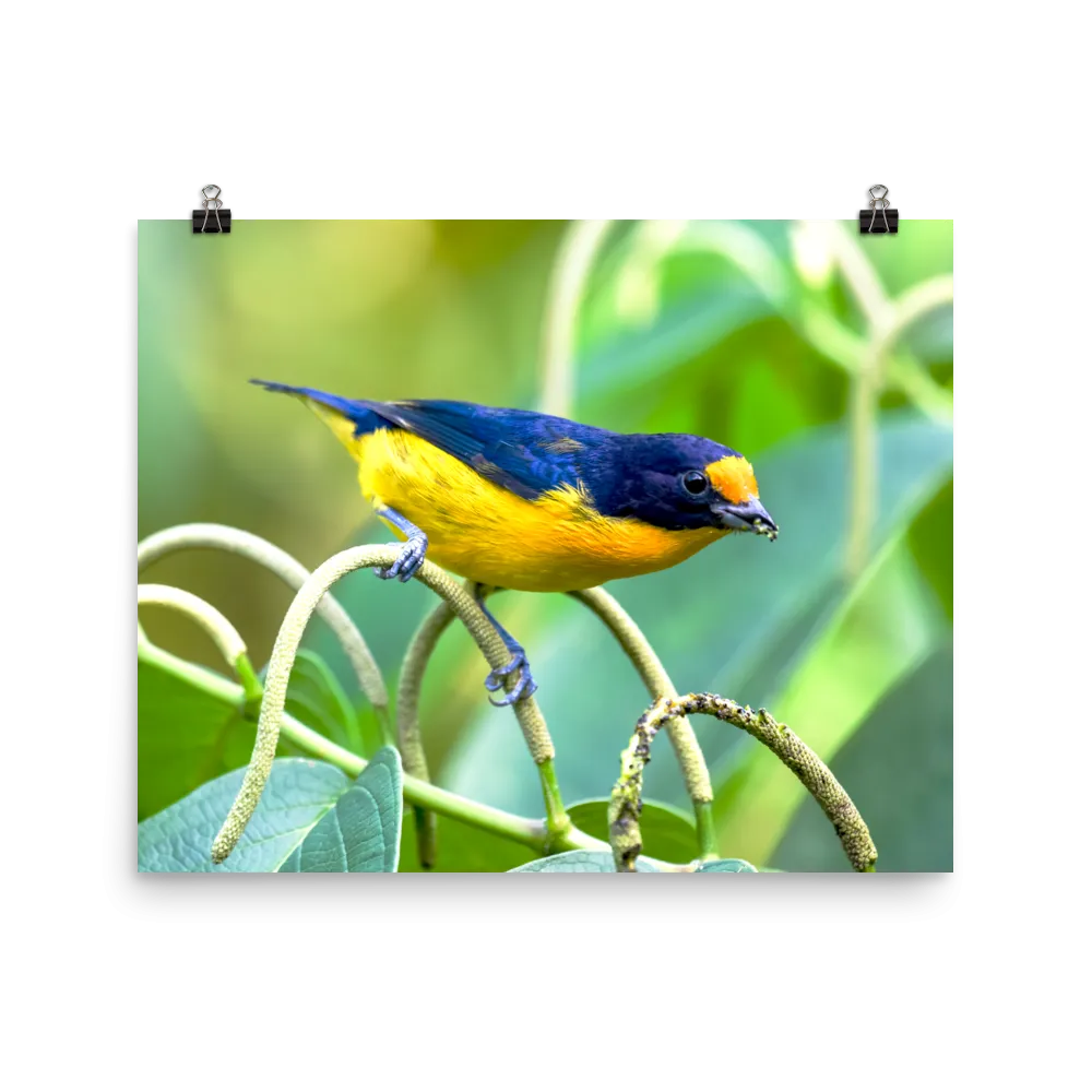 Violaceous Euphonia male - print